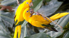 Parakeets conures Birds