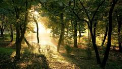 Park forest avenue sunlight