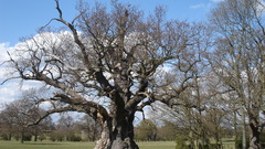 Park oak high windsor