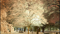 Park snowy high Resolution