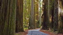 Park state Redwoods humboldt