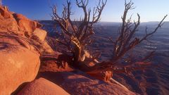 Park Utah nature juniper
