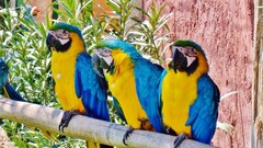 parrot macaws Animals Birds