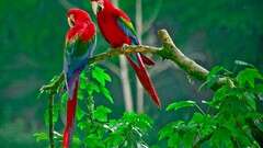 parrot macaws Birds Animals branch Plants