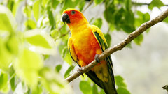 Parrot yellow Green red