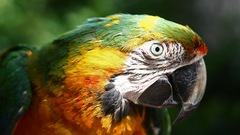 Parrots macaw Birds Animals