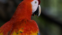 Parrots Scarlet Macaws macaw