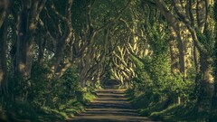path sunlight Trees landscape dirt road