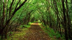 Path through The Trees