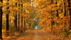 Paths roads fallen leaves