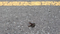 Pathway roads Frogs cement