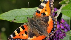 Paul gerritsen butterfly insect