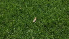 Pb underexposed used as