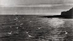 Peach Print seagulls ) With henry robinson albumen touched