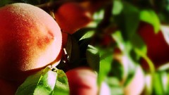 Peaches fruits fruit trees