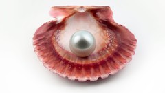Pearls seashells