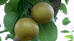 Pears fruits