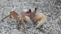 Pebbles crustacean crabs