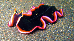 Pebbles Flatworm Sea