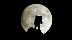 Pedobear moon