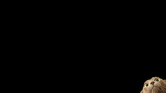 Peekaboo cat high animal