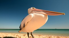 Pelicans large water Birds