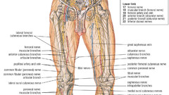 Pelvis anatomy stomach nerves