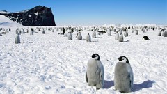 Penguins Antarctica emperor Happy Feet