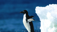 Penguins Arctic ice animal