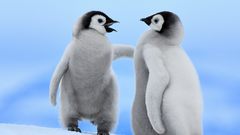 Penguins baby birds