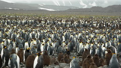Penguins prefer emperor high