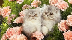 Persian Kittens