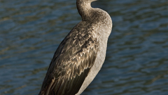 Phalacrocorax aristotelis desmarestii high