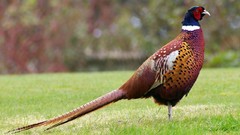 Pheasant nature Birds Animals