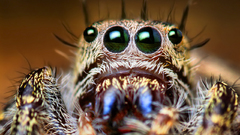 Phidippus putnami baah high