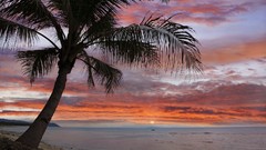 Philippines palm trees coconut tree