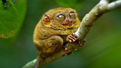 Philippines tarsiers