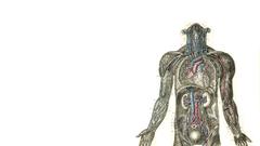 Photo manipulation anatomy human