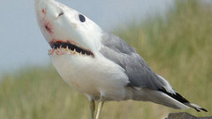 Photo manipulation Birds WTF