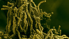 Photo Sem have any anyone allergies