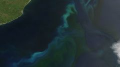 Phytoplankton off argentina high