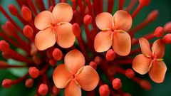 Pichaha testa flower