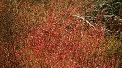 Pickleweed salicornia virginica flower