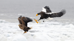 Picture astronaut The has Got anyone fullsize