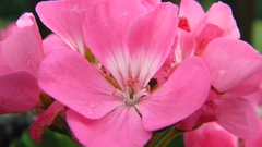 Picture high own dscn Resolution