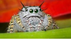 Pictures spiders fine are quite neat mystaceused