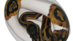 Piebald high