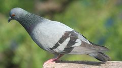 Pigeons animal Birds Animals