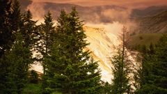 Pin tree sunset nice