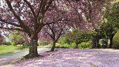Pink blossoms soft pink